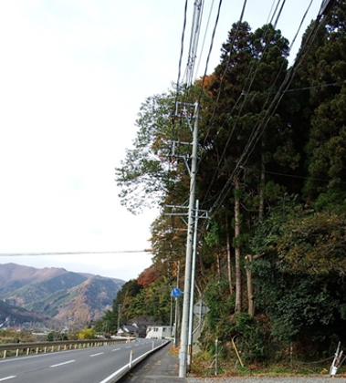 樹木と電線が隣接しており、伐採しなければ停電の原因となる可能性が高い場所の写真