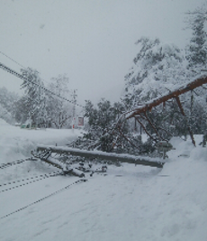 雪による倒木で電線に被害が出た状況の写真